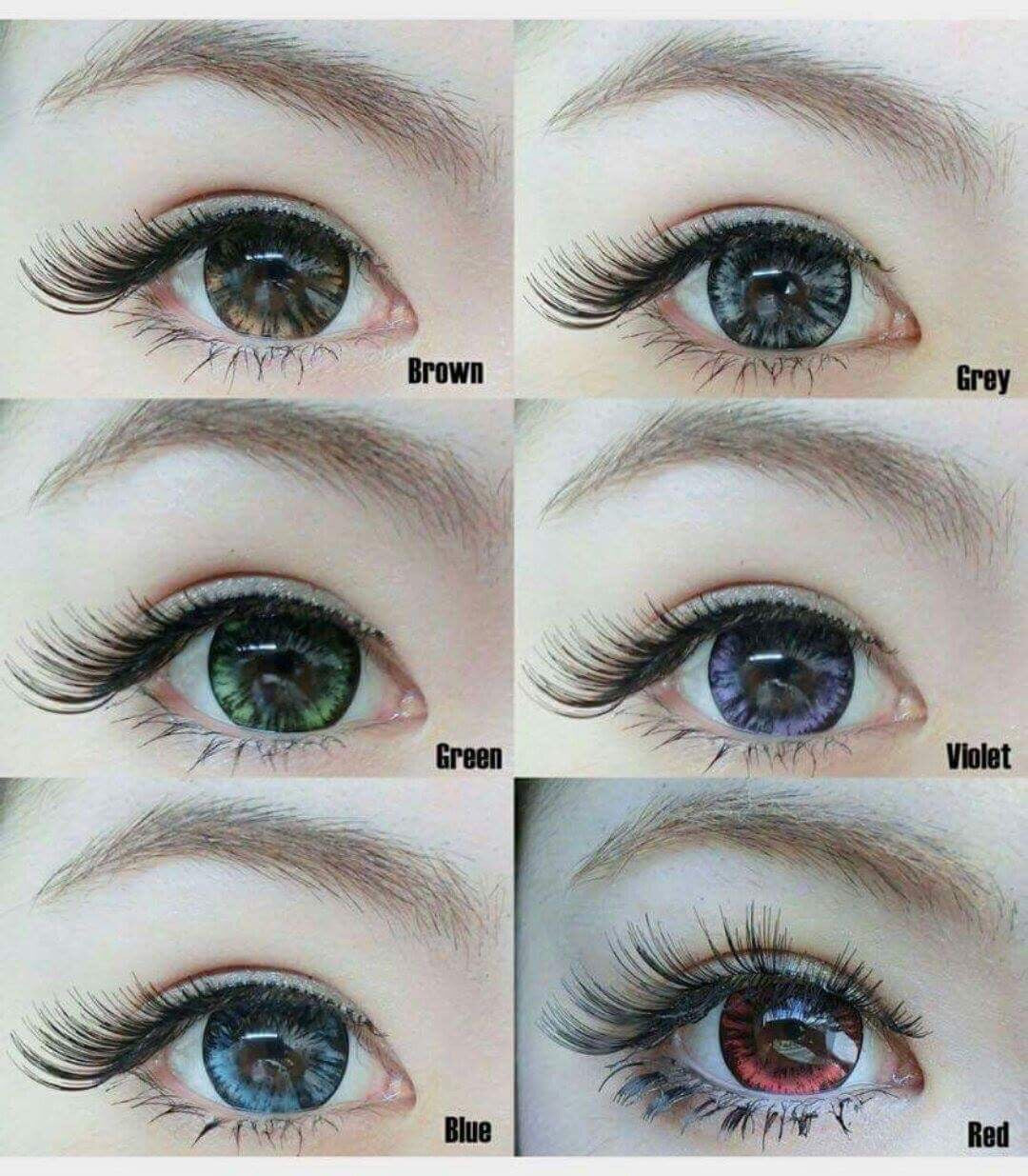 Autumn Violet - Primocon